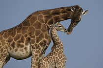 Rothschild Giraffe (Giraffa camelopardalis rothschildi) mother and calf nuzzling, native to Africa