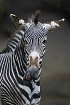 Grevy's Zebra (Equus grevyi), native to Africa