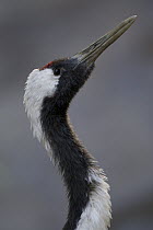 Red-crowned Crane (Grus japonensis) displaying, native to Asia