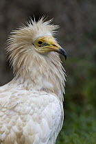 Egyptian Vulture (Neophron percnopterus), native to Africa, Europe, and Asia