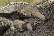 Giant Anteater (Myrmecophaga tridactyla) young on mother's back, native to South America