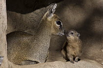 Klipspringer (Oreotragus oreotragus) and Rock Hyrax (Procavia capensis) interacting, native to Africa