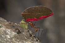 Leafcutter Ant (Atta cephalotes) carrying leaf, native to Central America