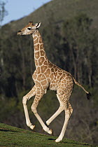 Rothschild Giraffe (Giraffa camelopardalis rothschildi) calf running, native to Africa