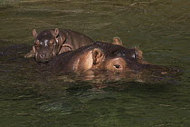 Hippopotamus (Hippopotamus amphibius) mother and calf, native to Africa