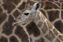 Rothschild Giraffe (Giraffa camelopardalis rothschildi) calf, native to Africa