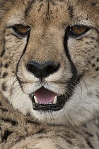 Cheetah (Acinonyx jubatus), native to Africa
