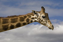 Rothschild Giraffe (Giraffa camelopardalis rothschildi), native to Africa