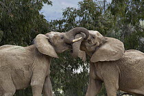 African Elephant (Loxodonta africana) bulls sparring, native to Africa