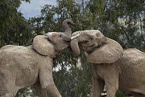 African Elephant (Loxodonta africana) bulls sparring, native to Africa