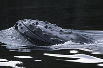 Humpback Whale (Megaptera novaeangliae) surfacing, Alaska