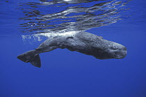 Sperm Whale (Physeter macrocephalus) calf swimming near water surface, Ogasawara Island, Japan