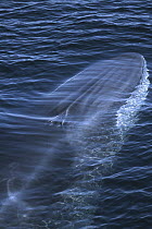 Fin Whale (Balaenoptera physalus) near surface, Baja California, Mexico