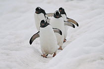 Gentoo Penguin (Pygoscelis papua) group walking, Antarctica