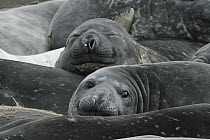 Southern Elephant Seal (Mirounga leonina) group on beach, South Shetland Islands, Antarctica