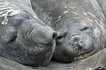Southern Elephant Seal (Mirounga leonina) sub-adult male and female, South Shetland Islands, Antarctica