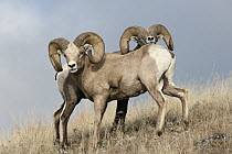 Bighorn Sheep (Ovis canadensis) rams, western Montana