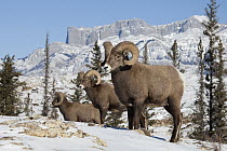 Bighorn Sheep (Ovis canadensis) rams in snow, western Alberta, Canada