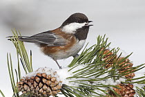 Chestnut-backed Chickadee (Poecile rufescens) calling from pine, northwestern Montana