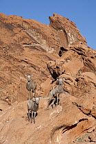 Desert Bighorn Sheep (Ovis canadensis nelsoni) ewes in desert habitat, southern Nevada