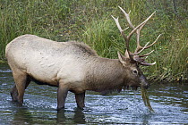 American Elk (Cervus elaphus nelsoni) bull feeding on aquatic plants, western Montana