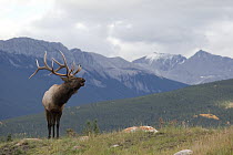 American Elk (Cervus elaphus nelsoni) bull calling, western Alberta, Canada