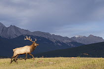 American Elk (Cervus elaphus nelsoni) bull, western Alberta, Canada
