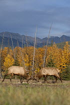 American Elk (Cervus elaphus nelsoni) bulls sparring, western Alberta, Canada