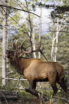 American Elk (Cervus elaphus nelsoni) bull bugling, western Alberta, Canada