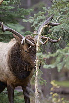American Elk (Cervus elaphus nelsoni) bull scent marking sapling with antlers, western Alberta, Canada