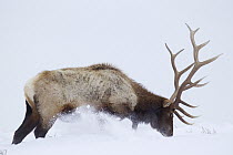 American Elk (Cervus elaphus nelsoni) bull digging snow for forage, Yellowstone National Park, Wyoming
