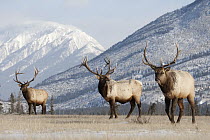 American Elk (Cervus elaphus nelsoni) bulls, western Alberta, Canada