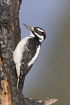 Hairy Woodpecker (Picoides villosus) male, western Montana