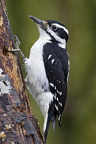 Hairy Woodpecker (Picoides villosus) female, western Montana