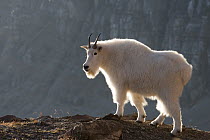 Mountain Goat (Oreamnos americanus), Glacier National Park, Montana