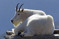 Mountain Goat (Oreamnos americanus) resting, Glacier National Park, Montana