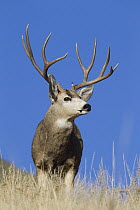 Mule Deer (Odocoileus hemionus) buck, western Montana