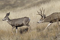Mule Deer (Odocoileus hemionus) buck smelling doe, western Montana