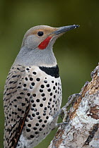 Northern Flicker (Colaptes auratus) woodpecker male, western Montana