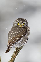 Mountain Pygmy-Owl (Glaucidium gnoma), northwestern Montana. Sequence 1 of 2