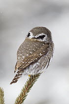 Mountain Pygmy-Owl (Glaucidium gnoma) showing false eye spots on the back of the head, northwestern Montana. Sequence 2 of 2