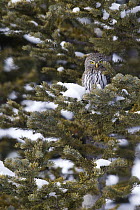 Mountain Pygmy-Owl (Glaucidium gnoma) in pine tree, northwestern Montana