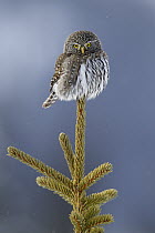 Mountain Pygmy-Owl (Glaucidium gnoma), northwestern Montana