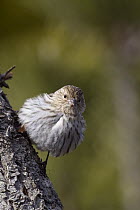 Pine Siskin (Carduelis pinus), western Montana