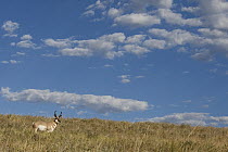 Pronghorn Antelope (Antilocapra americana) male on hillside, eastern Montana