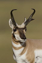 Pronghorn Antelope (Antilocapra americana) male, eastern Montana