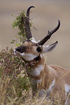 Pronghorn Antelope (Antilocapra americana) male scent-marking by rubbing horns on vegetation, eastern Montana