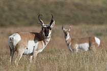Pronghorn Antelope (Antilocapra americana) male and female, eastern Montana