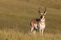 Pronghorn Antelope (Antilocapra americana) male, eastern Montana