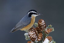 Red-breasted Nuthatch (Sitta canadensis) perching on pine cones, North America